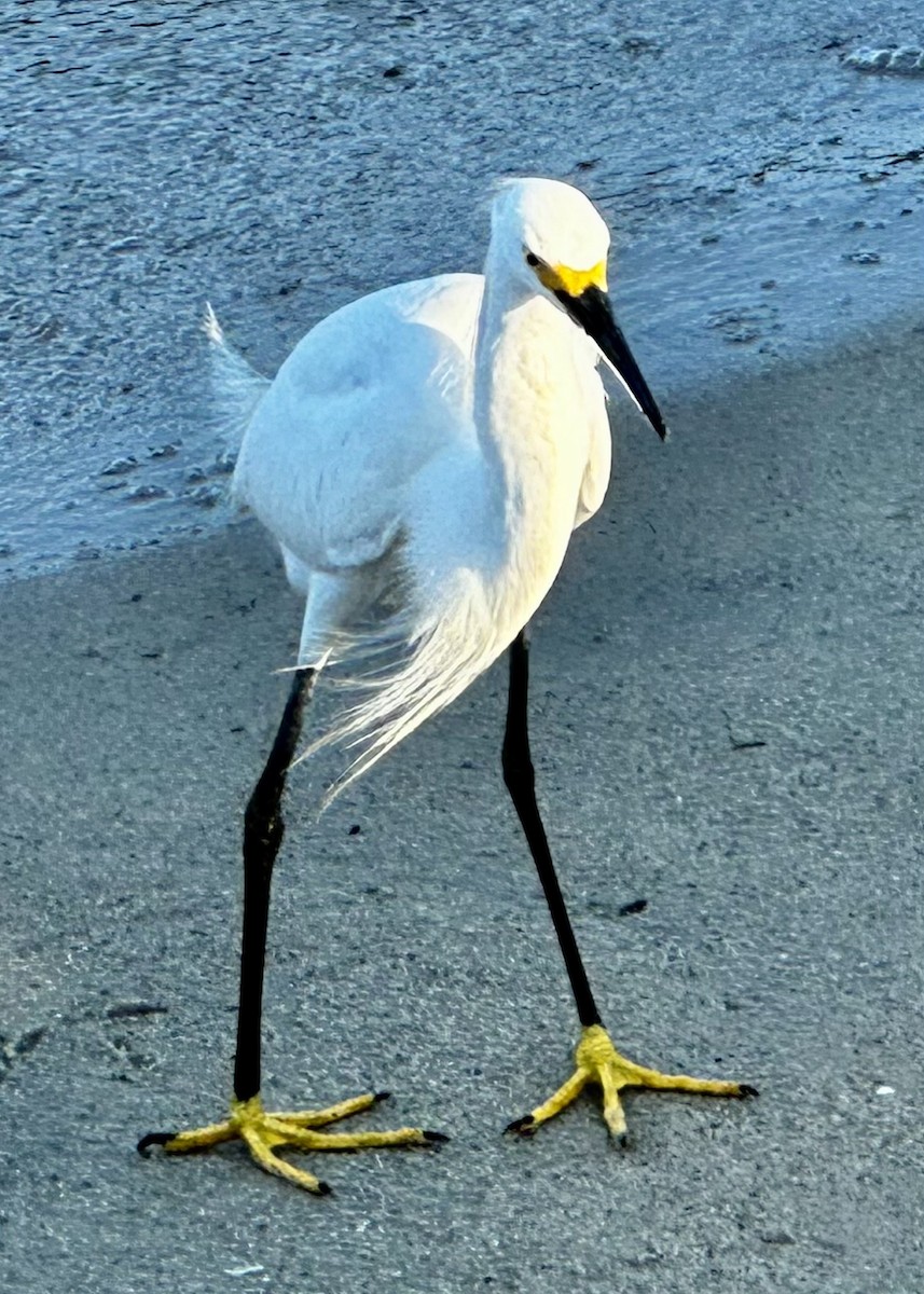 Snowy Egret - ML620390105