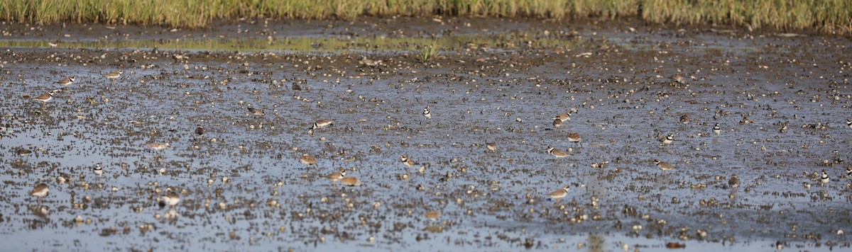 Semipalmated Plover - ML620390111