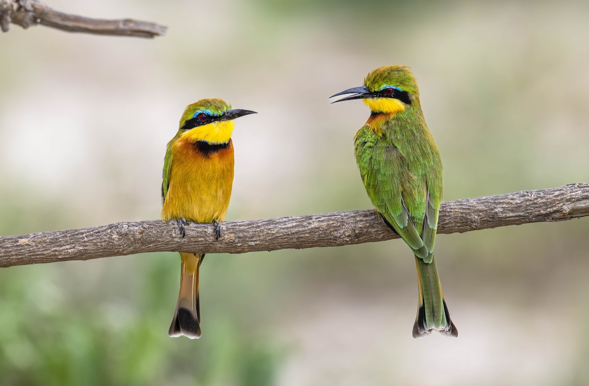 Little Bee-eater - ML620390112