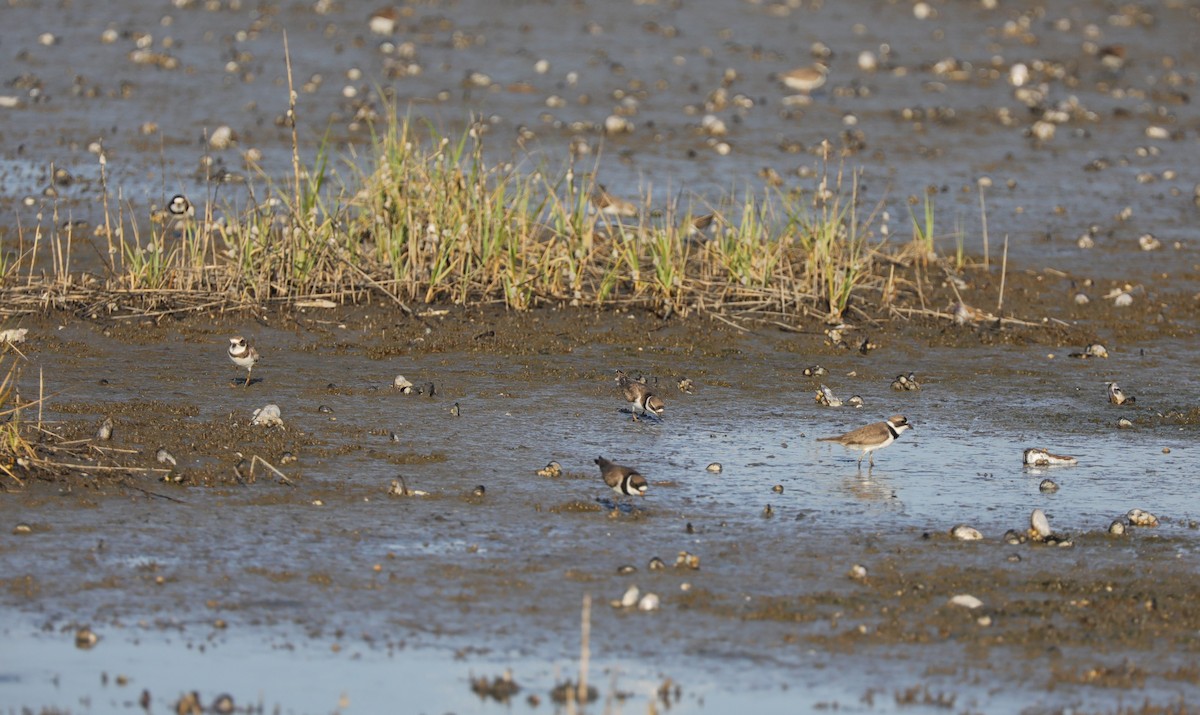 Semipalmated Plover - ML620390121