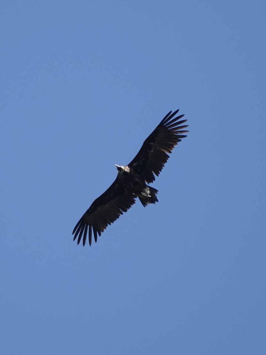 Cinereous Vulture - ML620390128