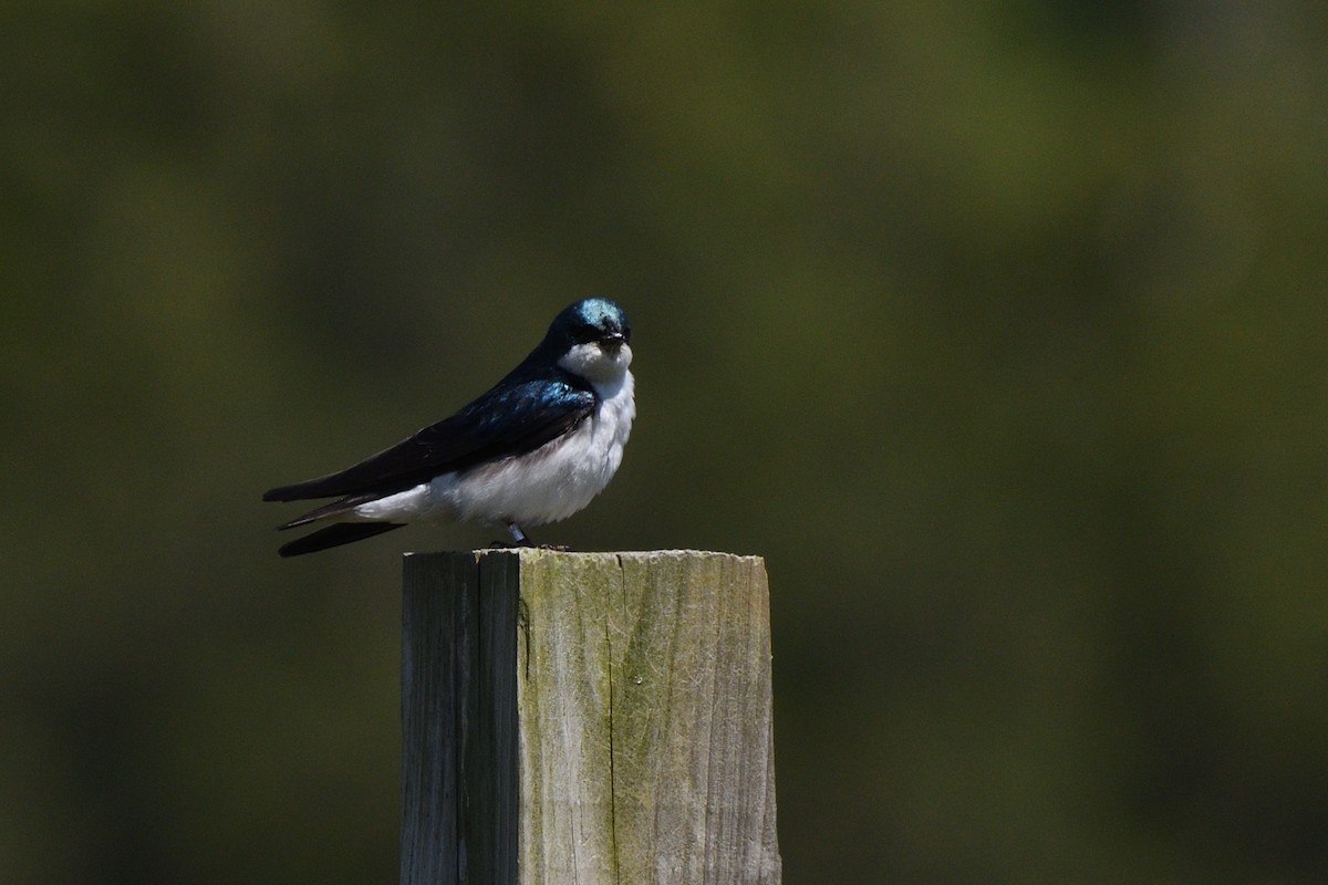 Golondrina Bicolor - ML620390158