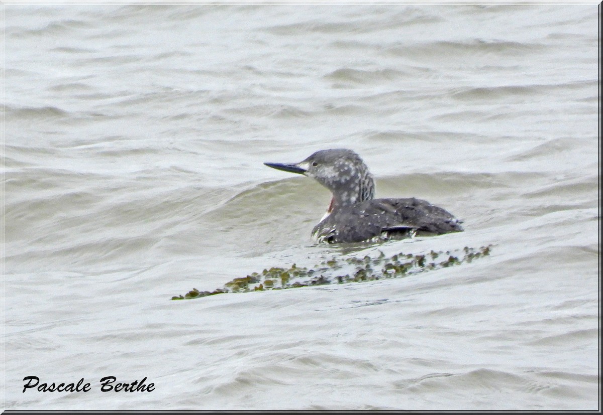 Red-throated Loon - ML620390162