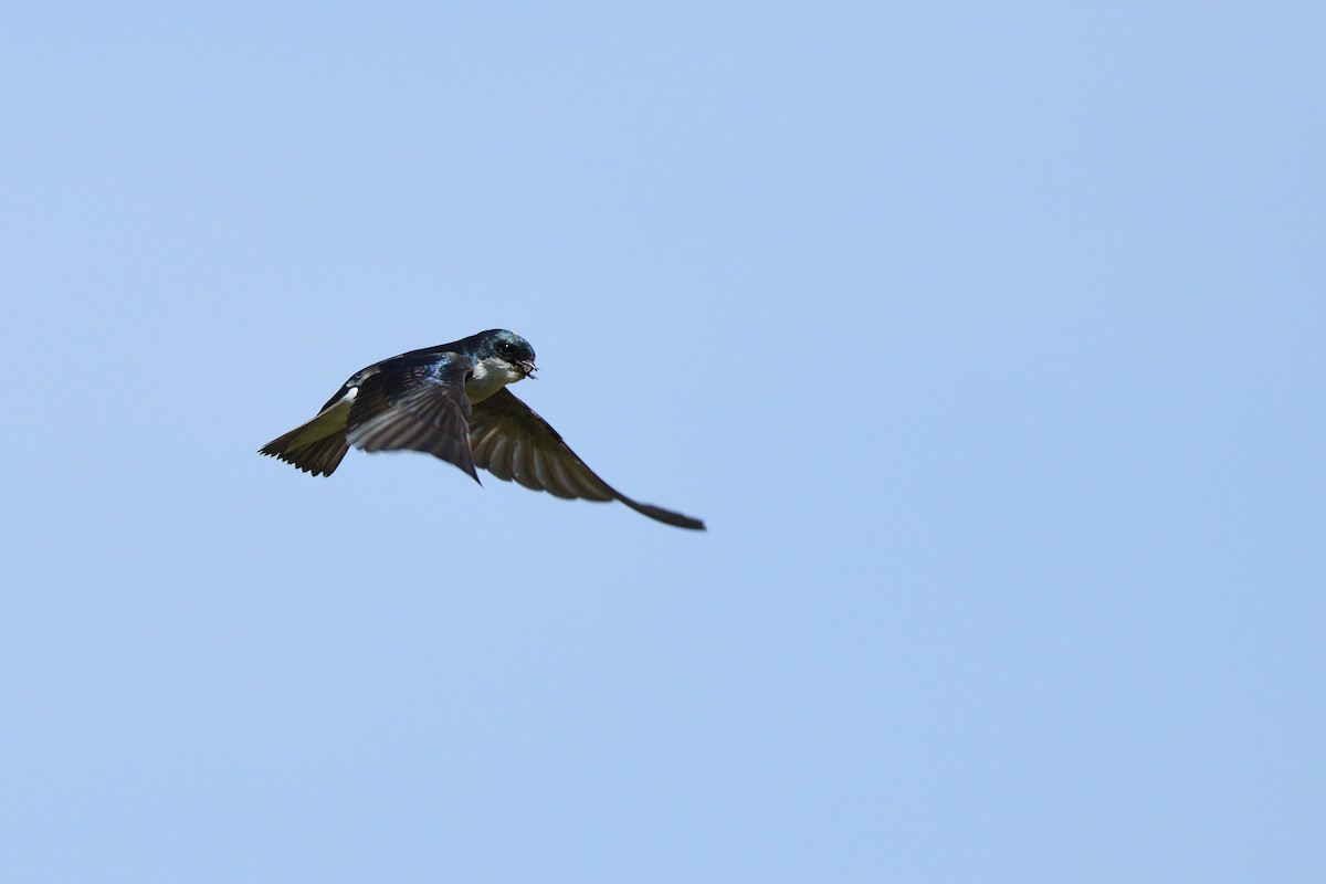 Golondrina Bicolor - ML620390163