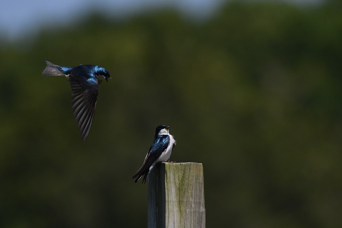 Tree Swallow - ML620390173