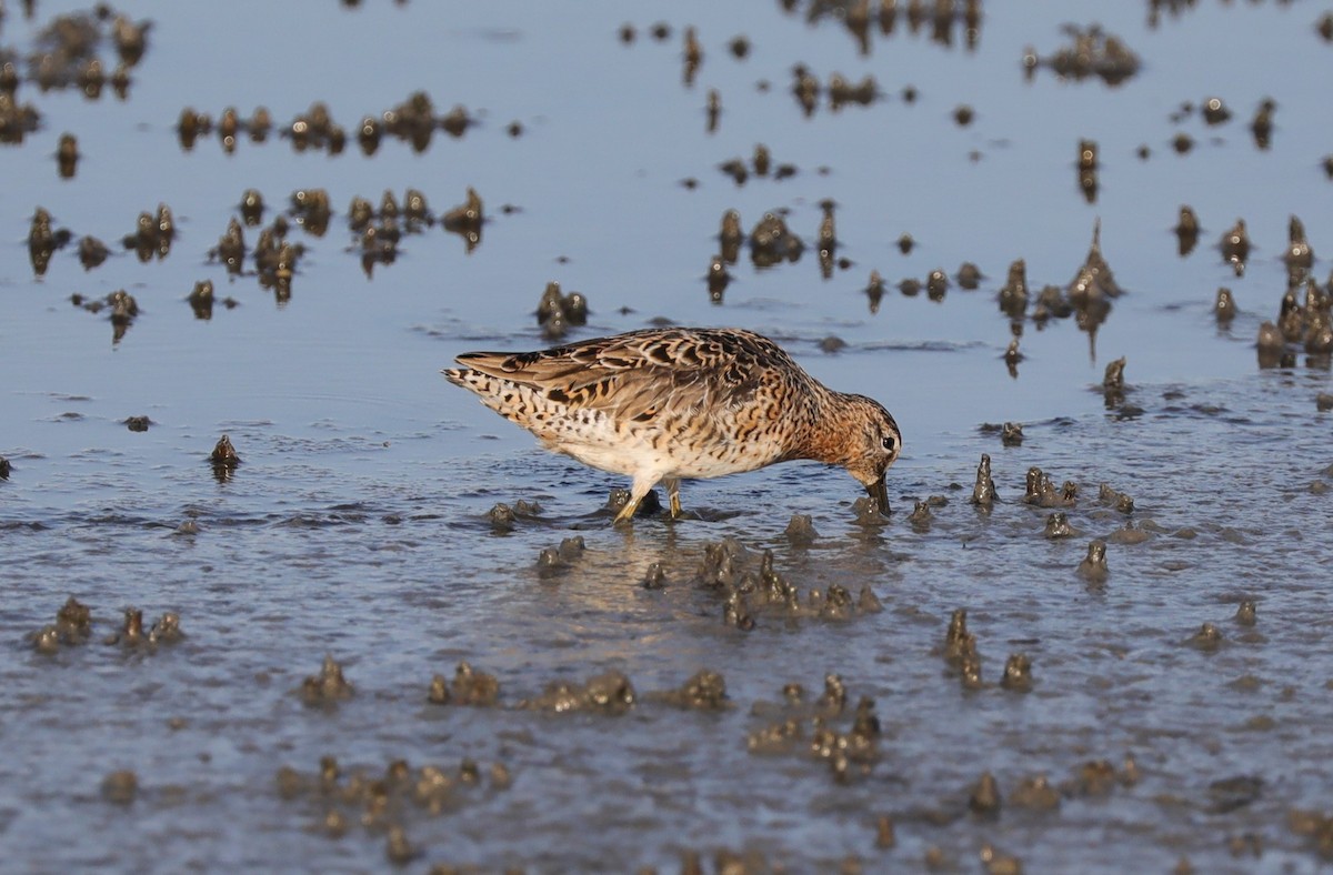 Short-billed Dowitcher - ML620390176