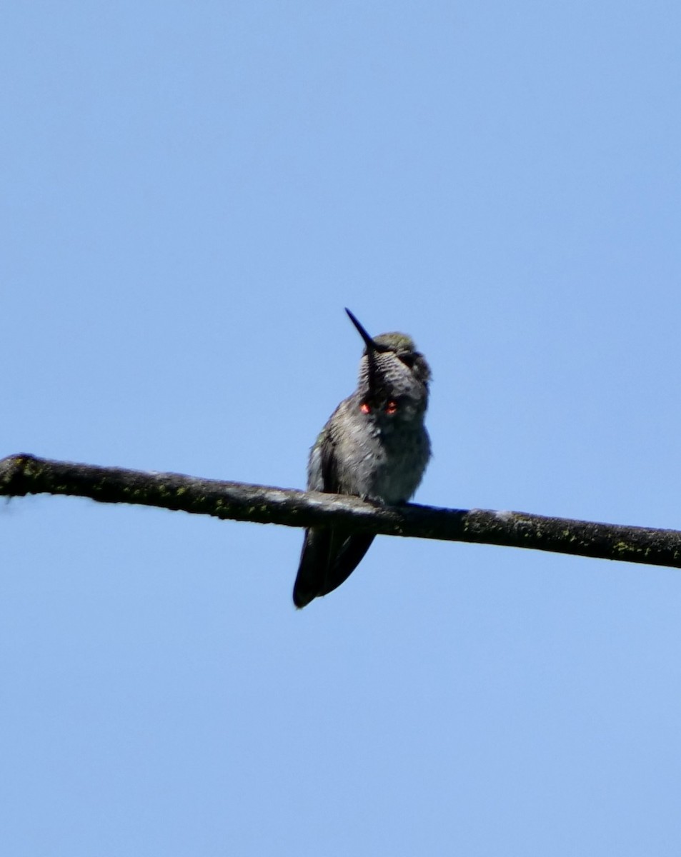 Anna's Hummingbird - ML620390186