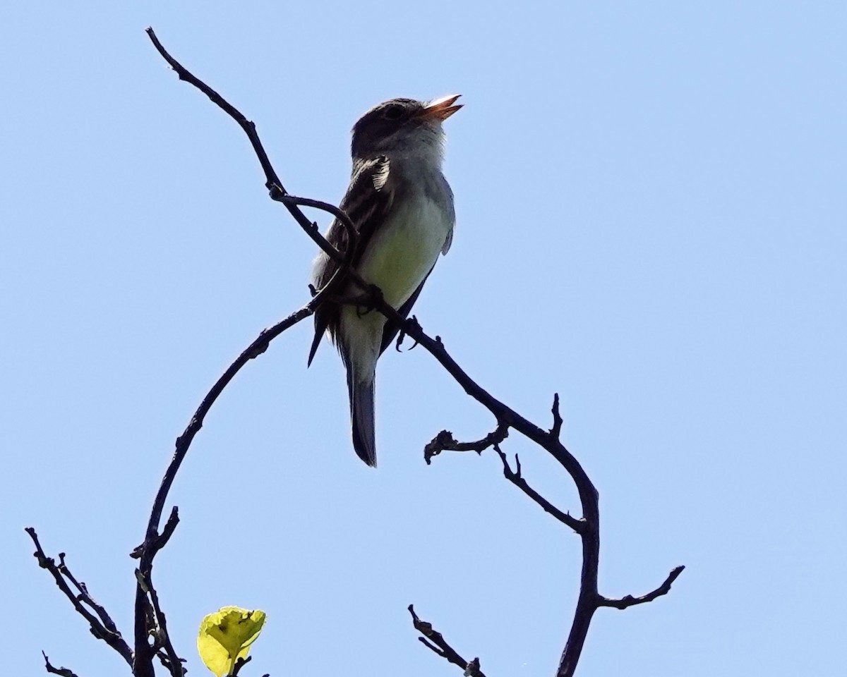 Willow Flycatcher - ML620390191