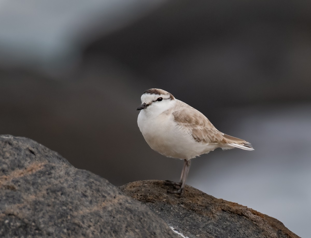 White-fronted Plover - ML620390194