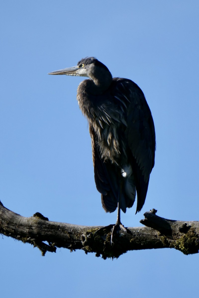 Great Blue Heron - ML620390201