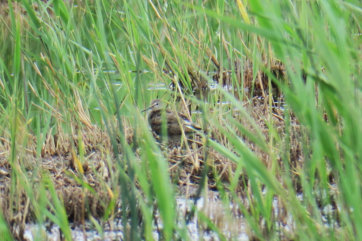 Green Sandpiper - ML620390206