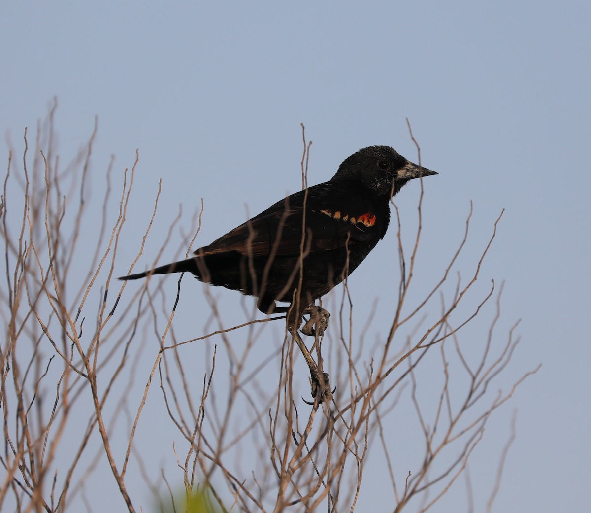 Red-winged Blackbird - ML620390211