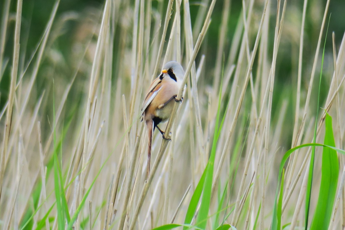 Bearded Reedling - ML620390215