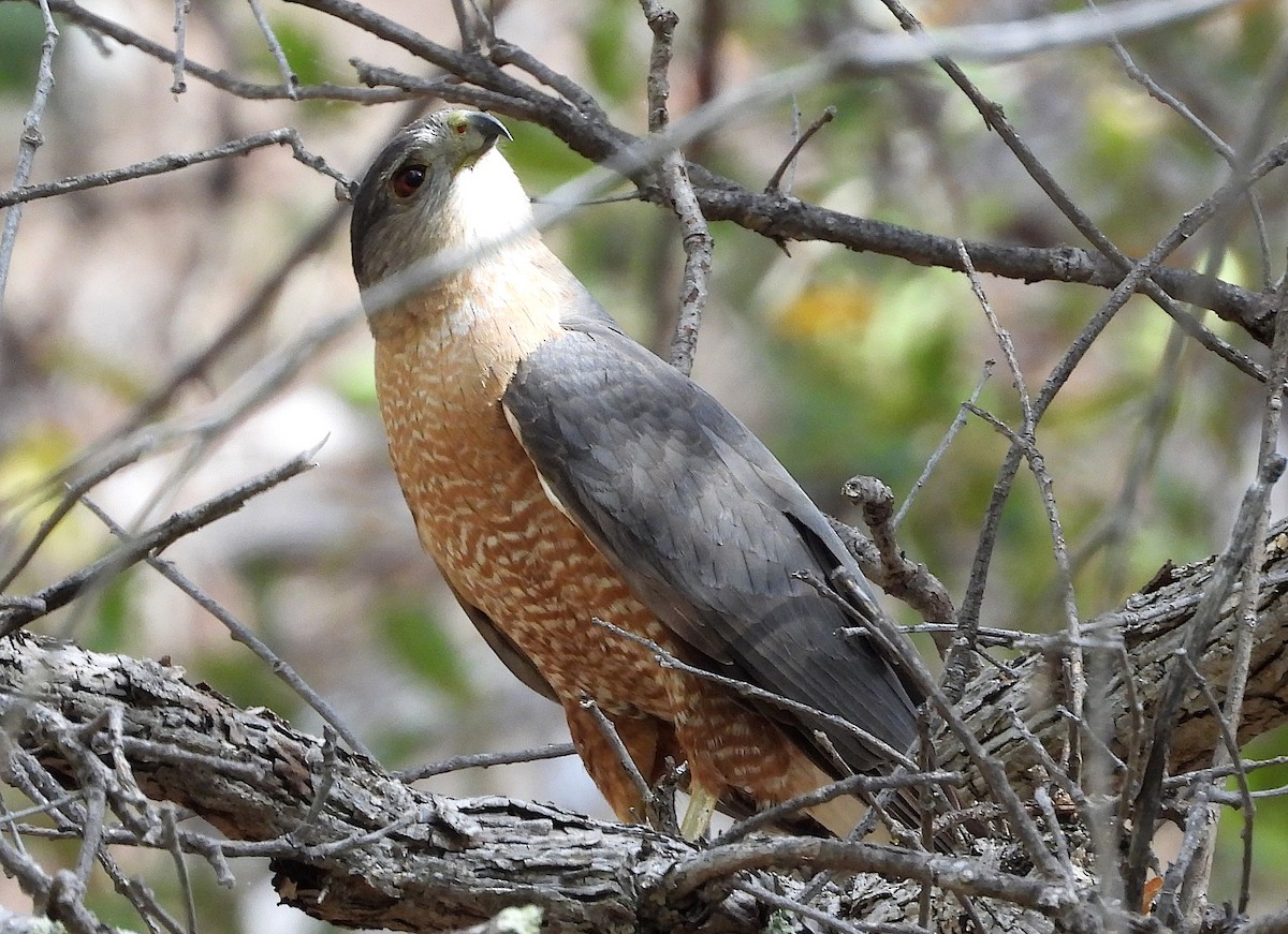 Cooper's Hawk - ML620390231