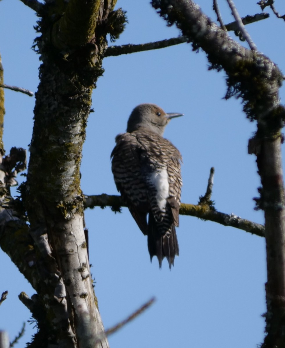 Northern Flicker - ML620390233