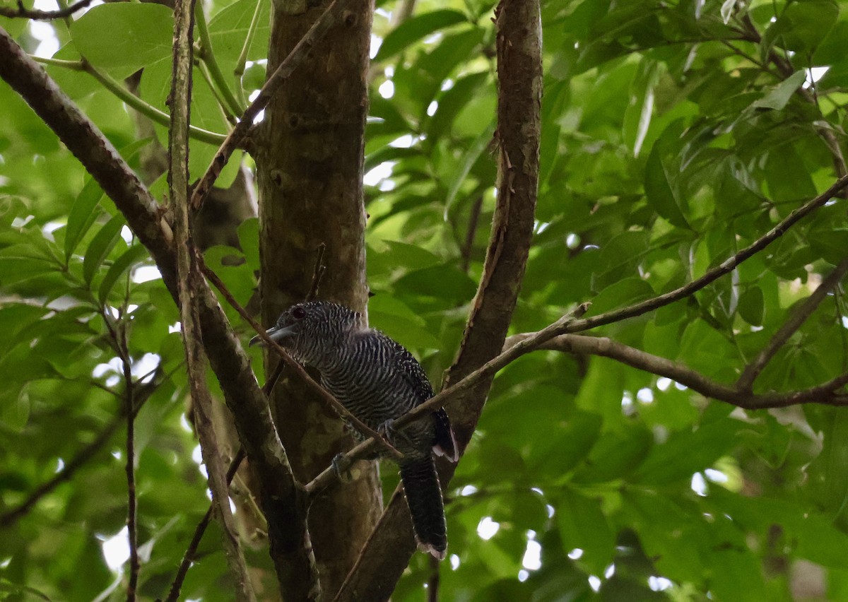 Barred Antshrike - ML620390237