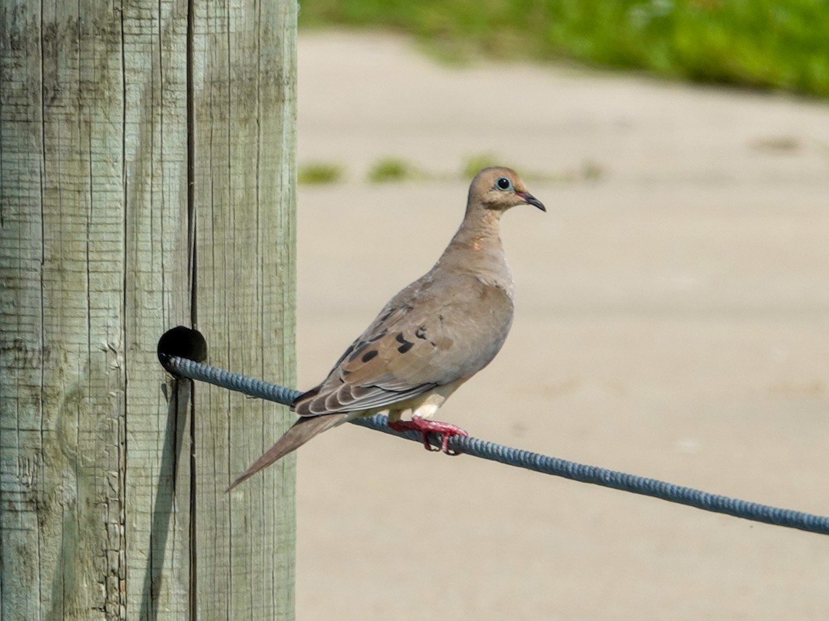 Mourning Dove - ML620390253