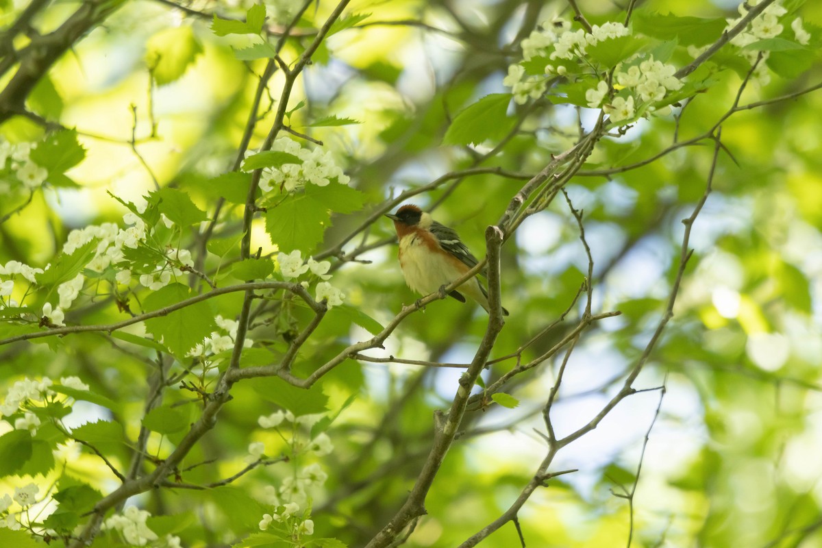 Bay-breasted Warbler - ML620390263