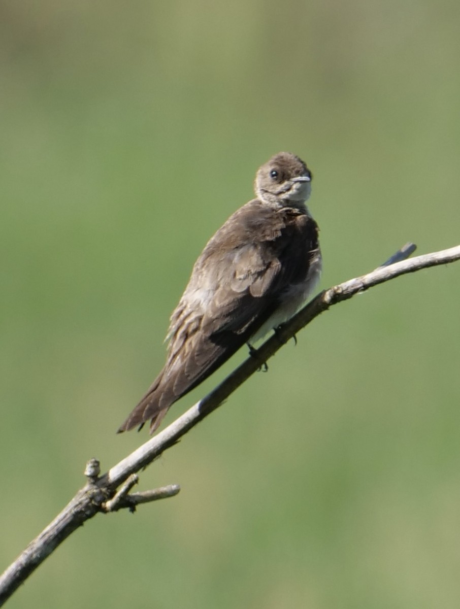 Northern Rough-winged Swallow - ML620390270