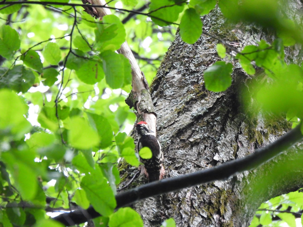 Middle Spotted Woodpecker - ML620390274