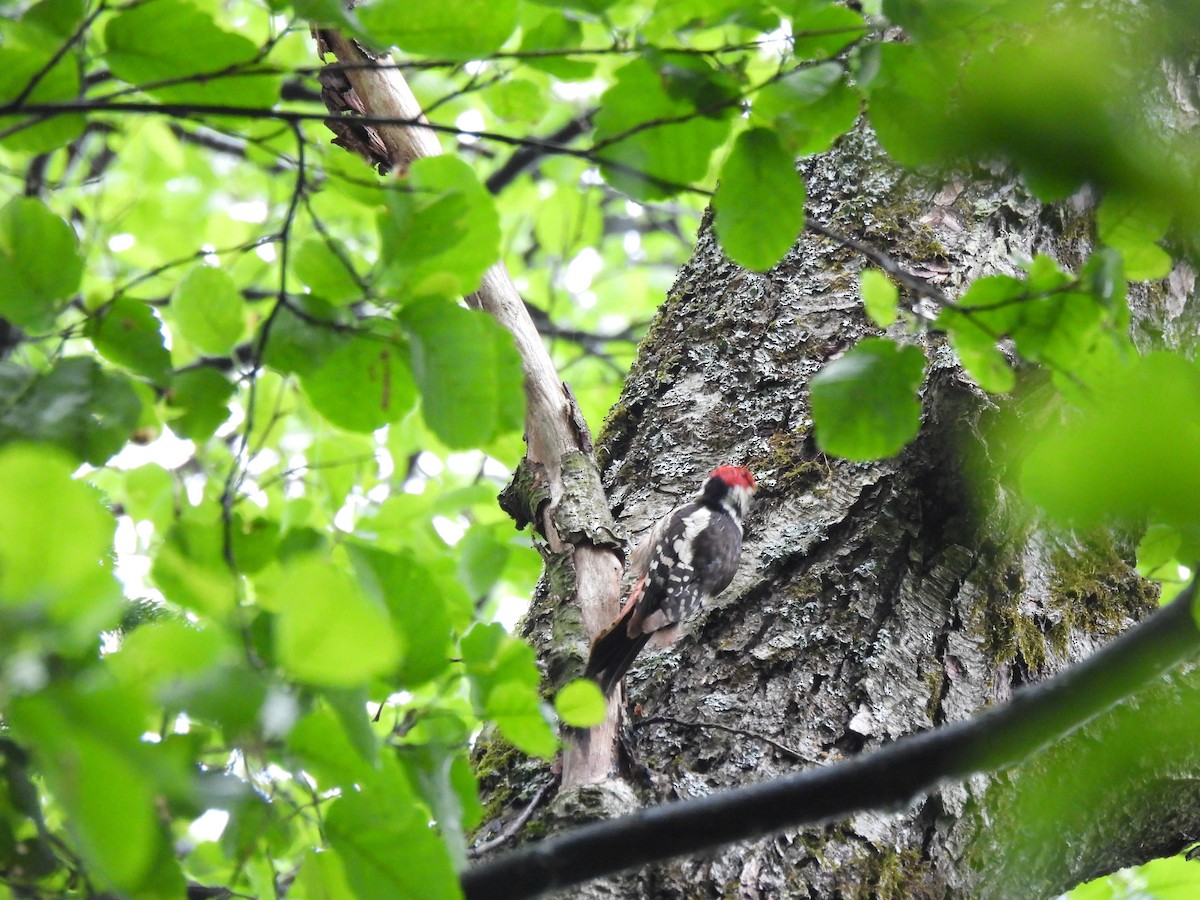 Middle Spotted Woodpecker - ML620390275