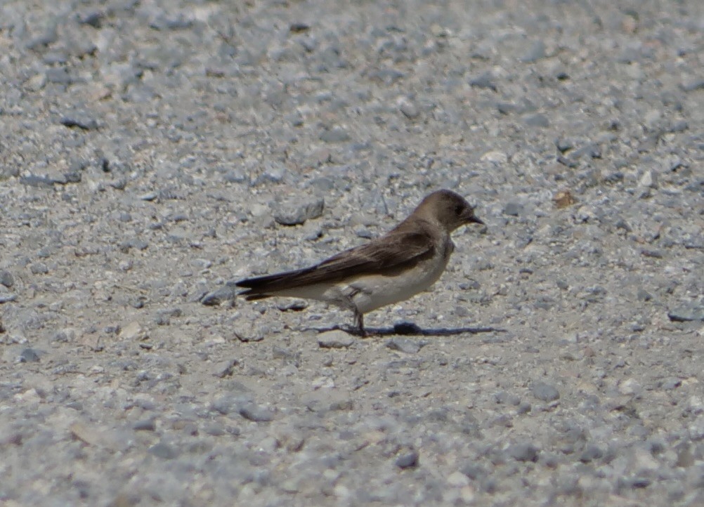 Northern Rough-winged Swallow - ML620390283