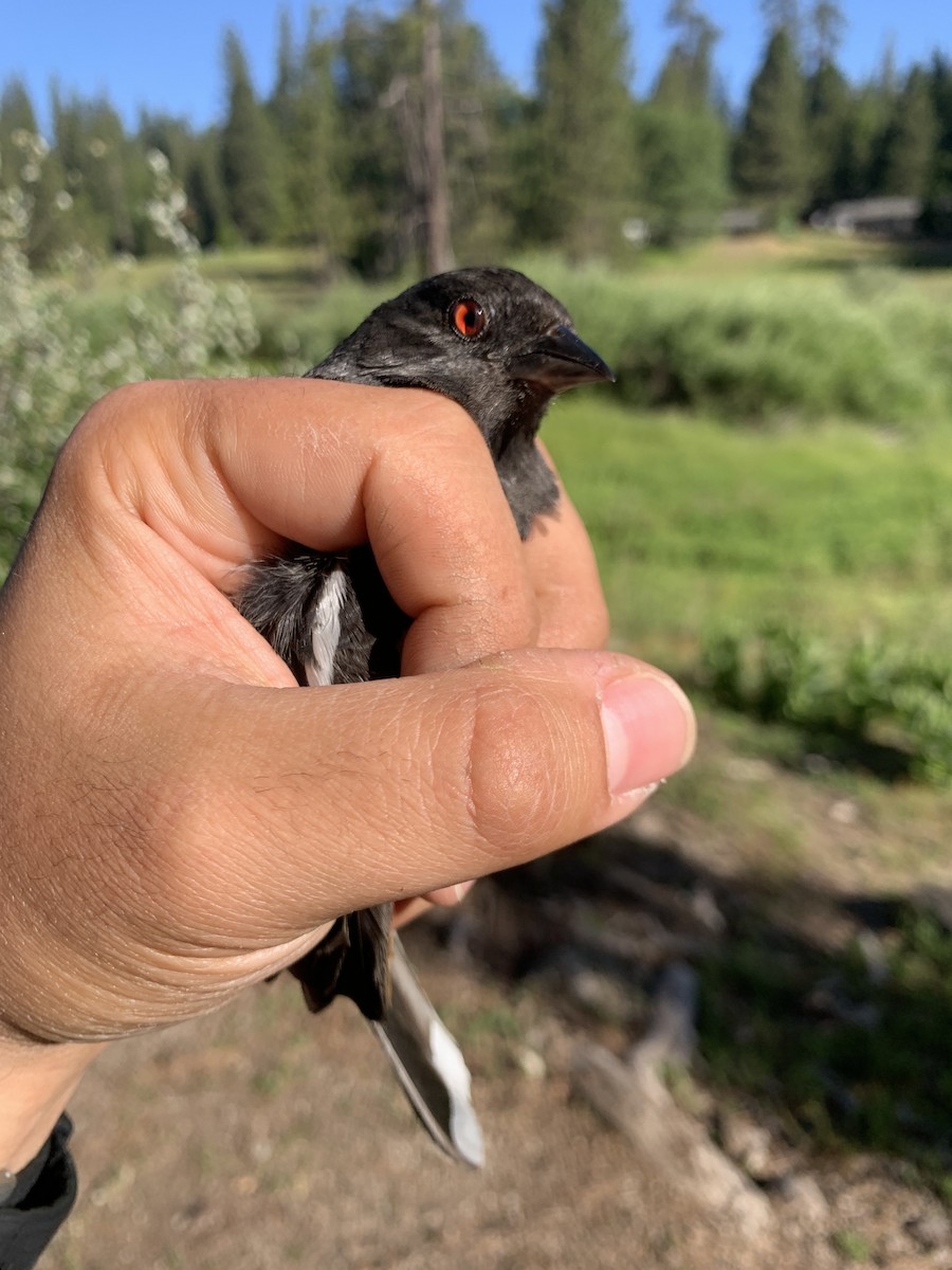 Spotted Towhee - ML620390284