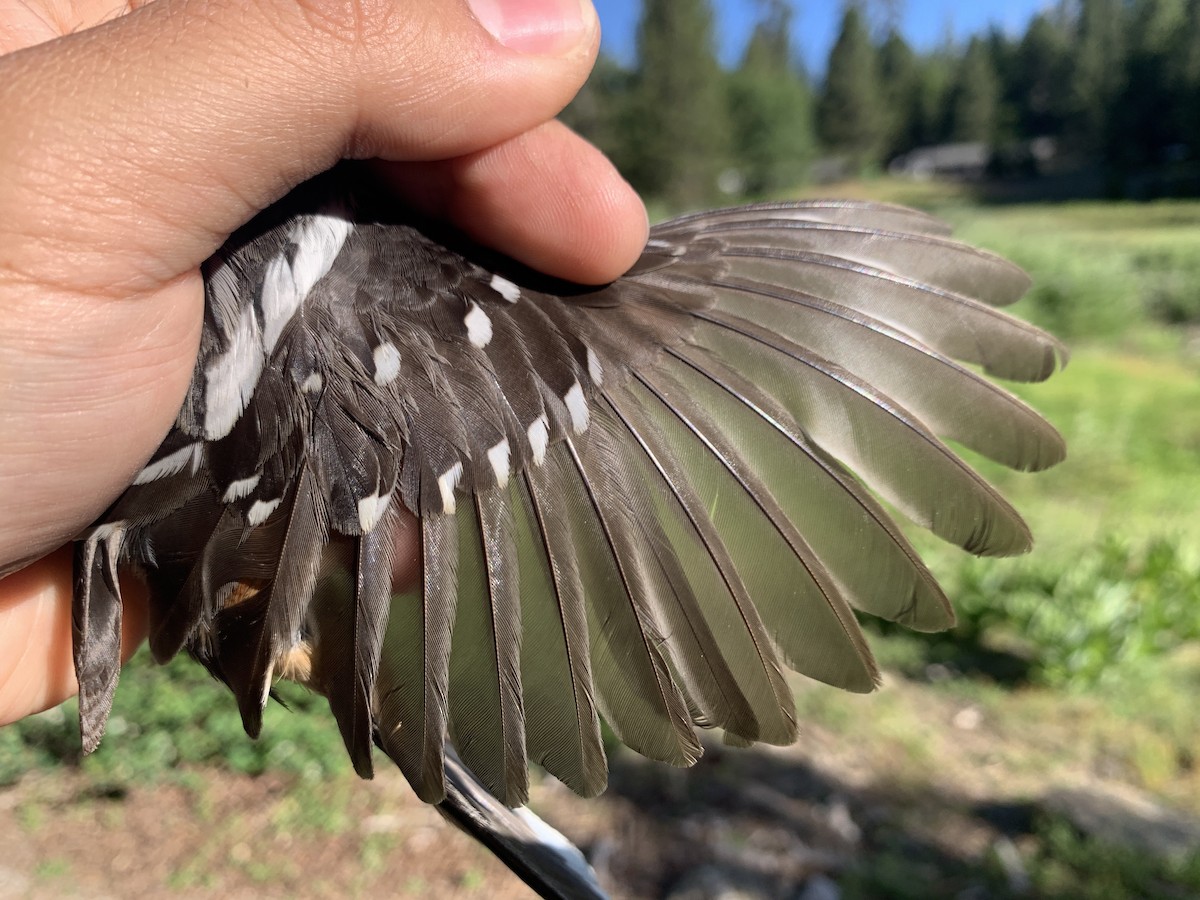 Spotted Towhee - ML620390285
