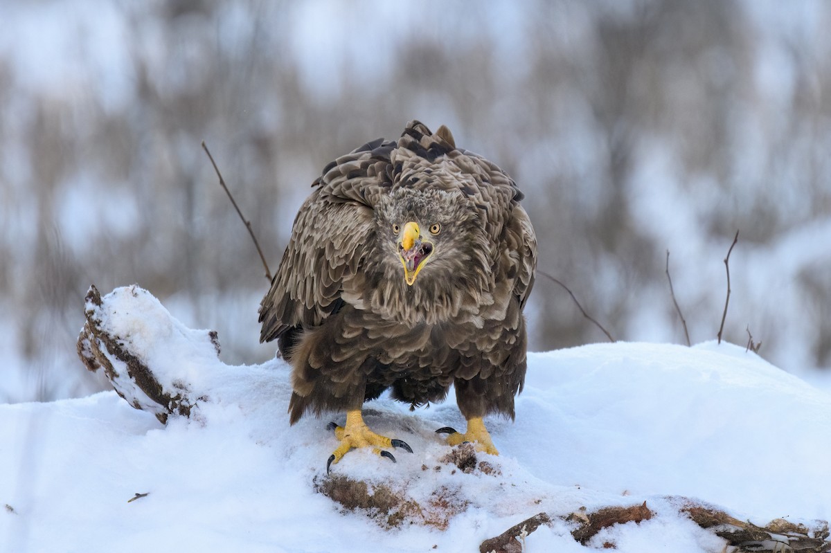 White-tailed Eagle - ML620390289