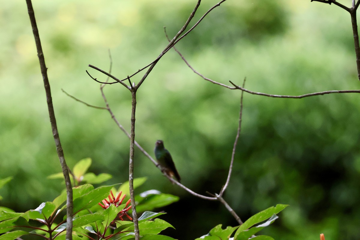 Rufous-tailed Hummingbird - ML620390298