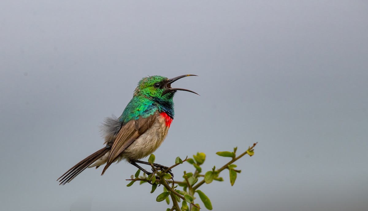 Southern Double-collared Sunbird - ML620390300