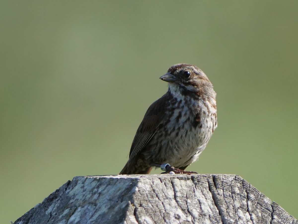 Song Sparrow - Jan Bryant