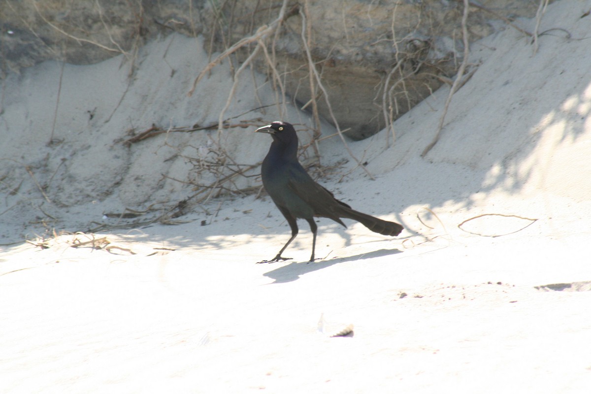 Boat-tailed Grackle - ML620390325