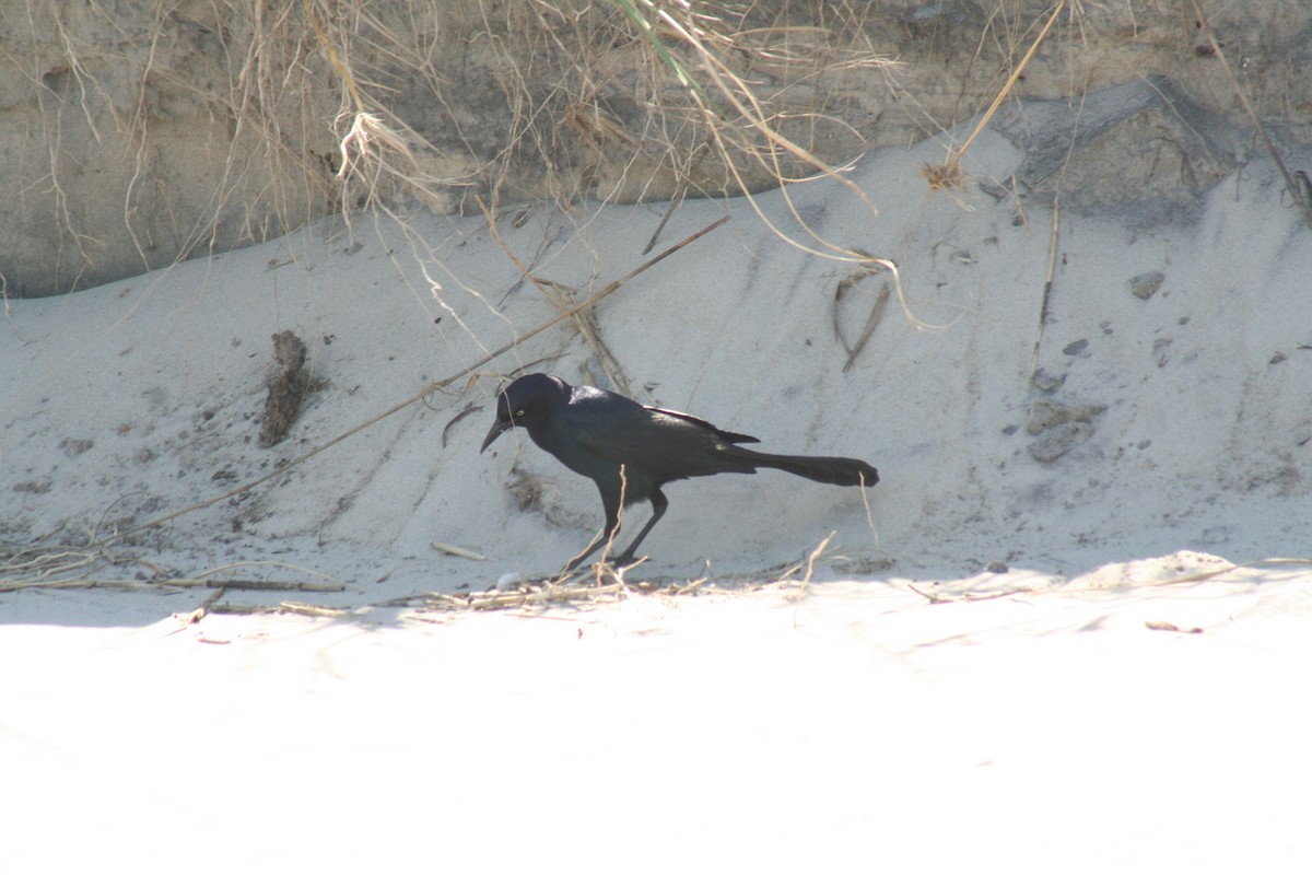 Boat-tailed Grackle - ML620390326