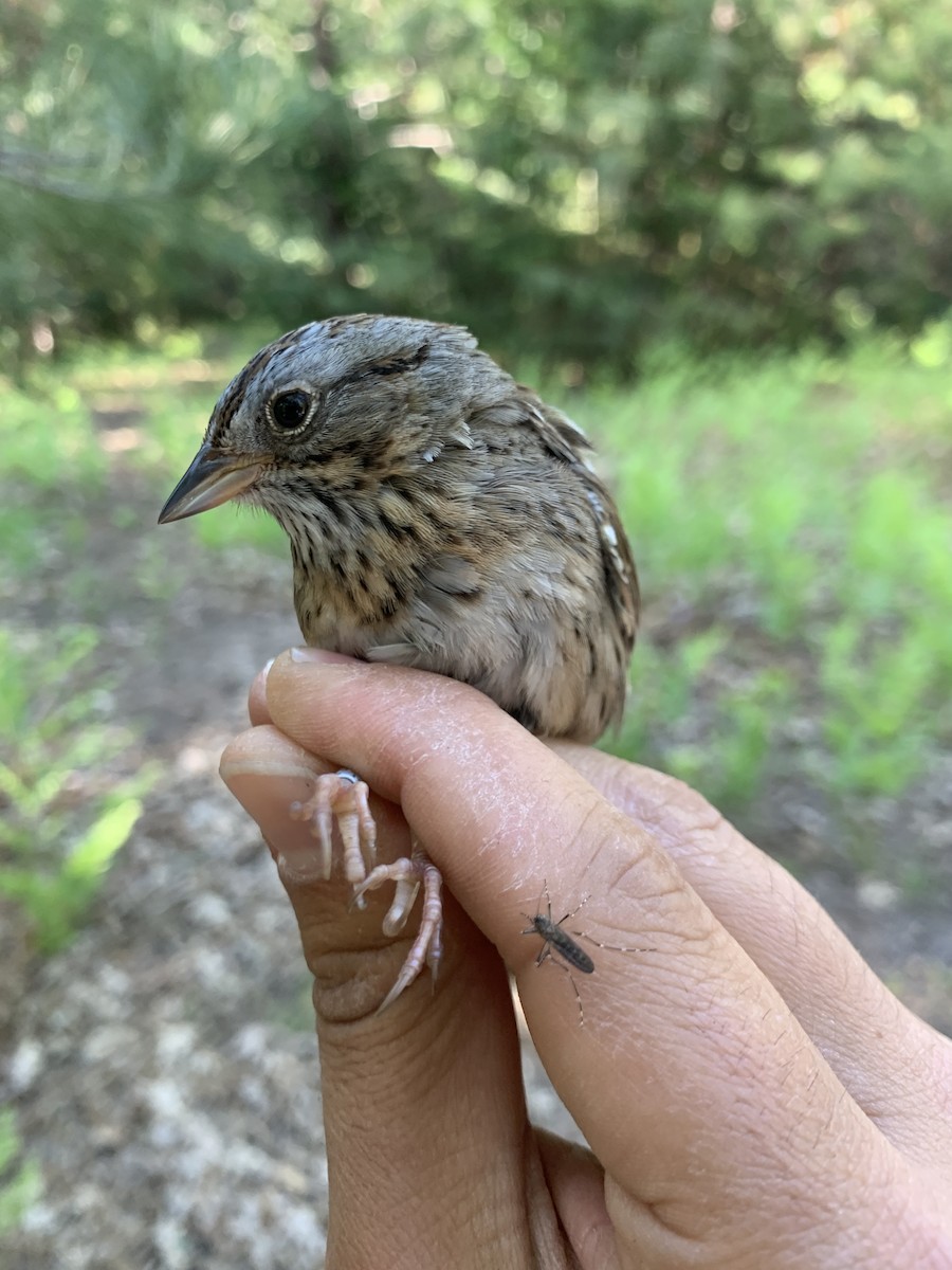 Lincoln's Sparrow - ML620390332