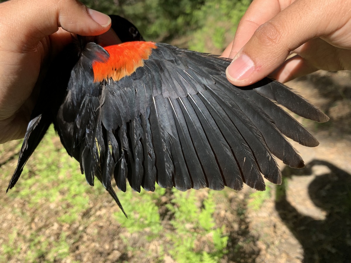 Red-winged Blackbird - ML620390340