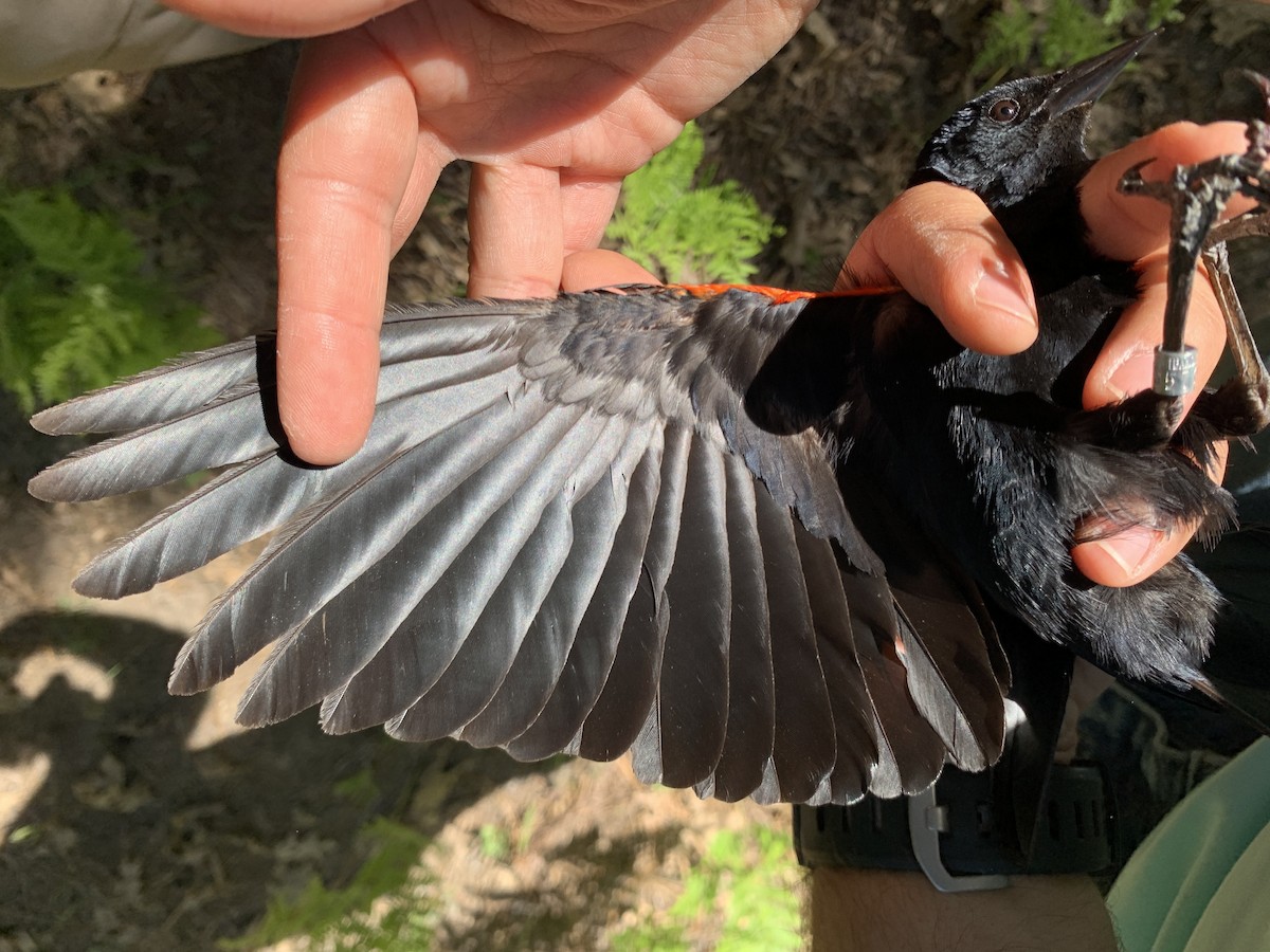 Red-winged Blackbird - ML620390341