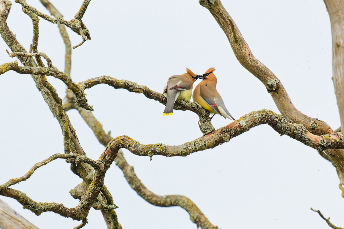 Cedar Waxwing - ML620390342