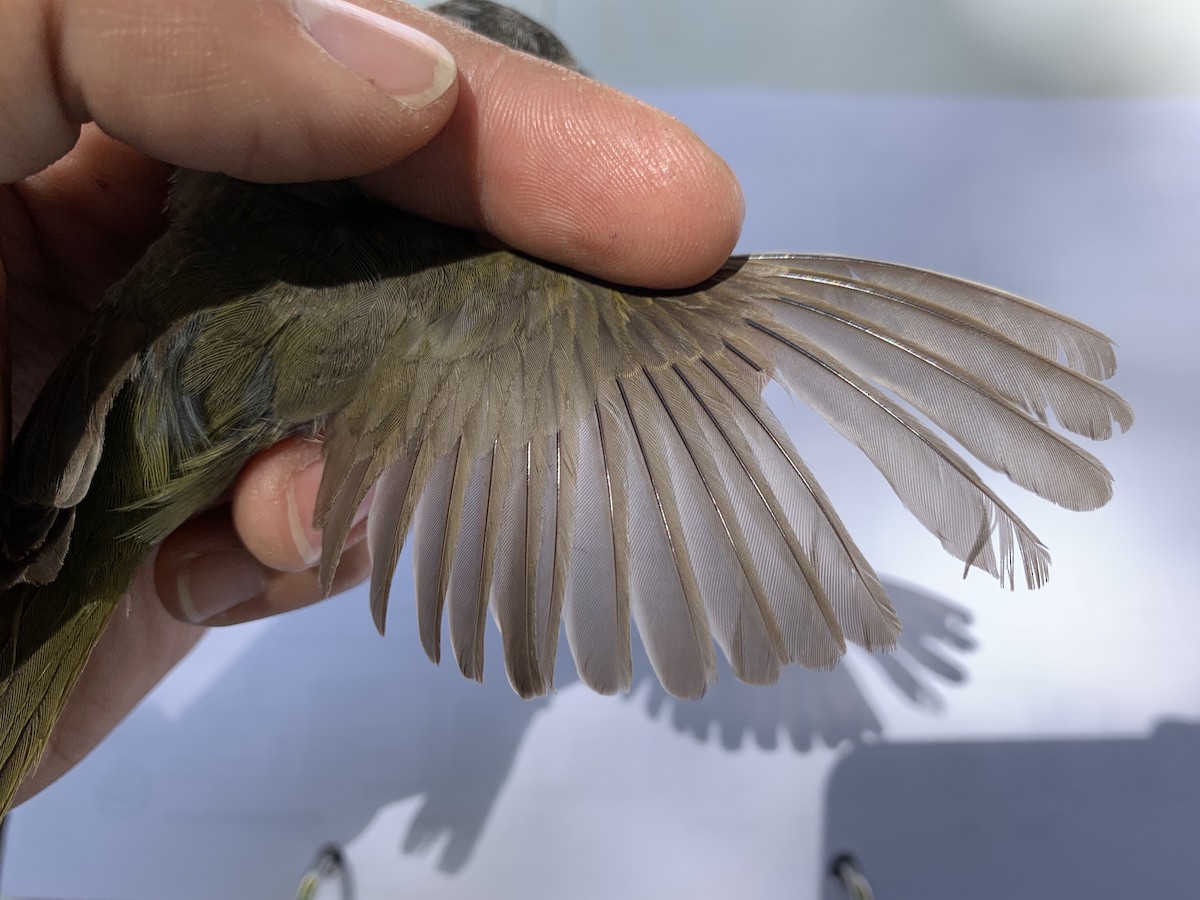 MacGillivray's Warbler - ML620390343