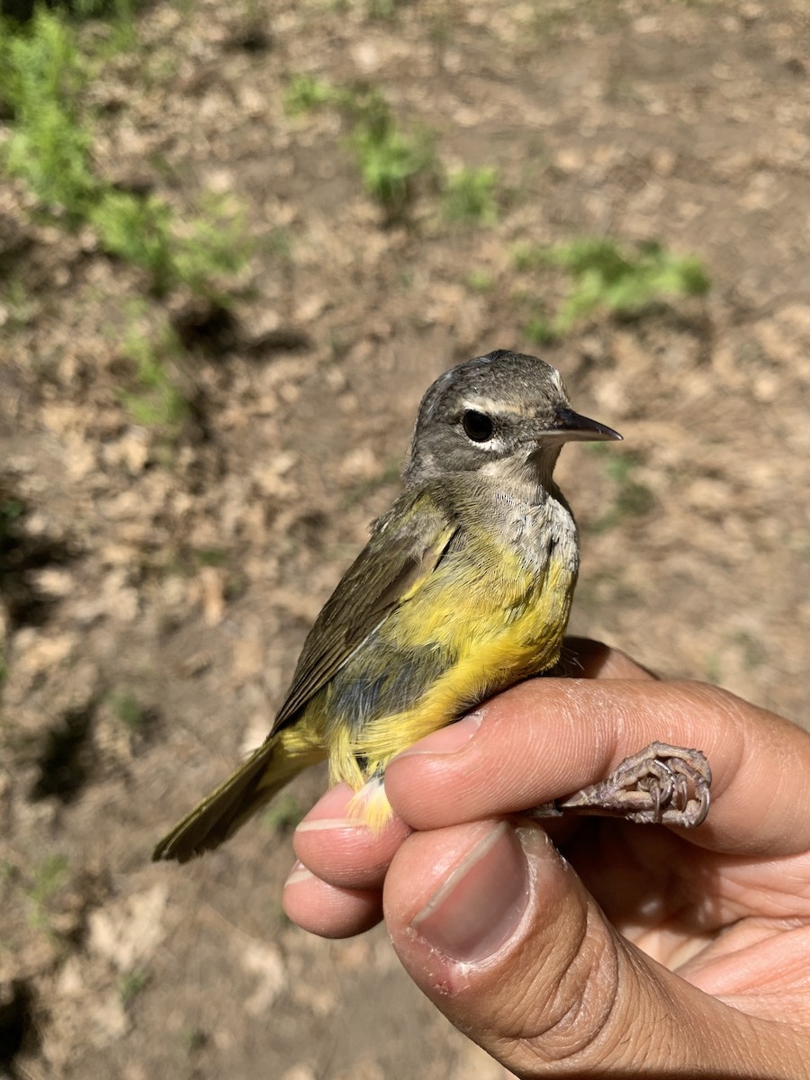 MacGillivray's Warbler - ML620390346