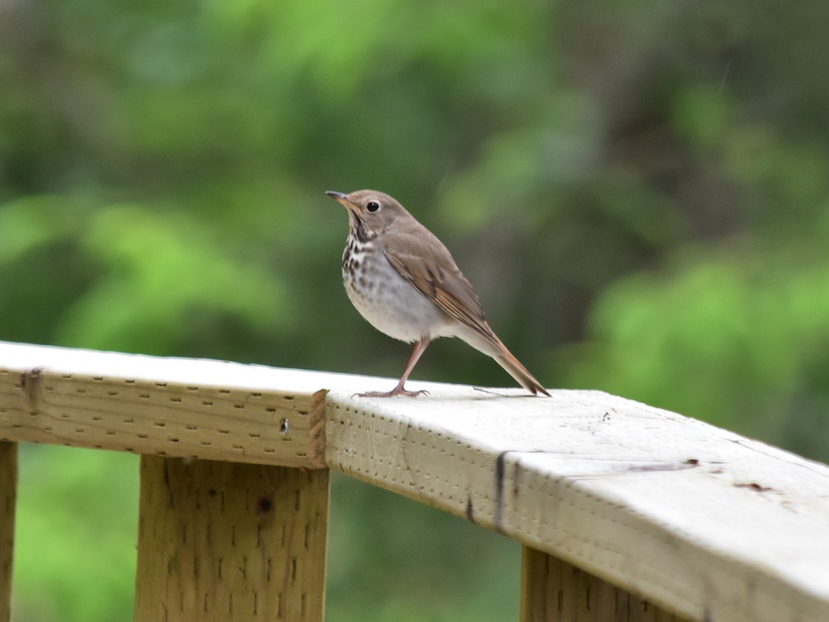 Hermit Thrush - ML620390356