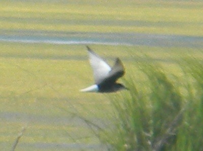 White-winged Tern - ML620390361