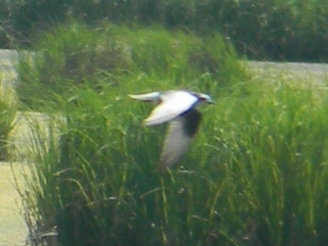 White-winged Tern - ML620390362