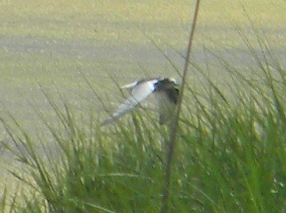 White-winged Tern - ML620390363