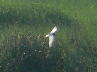 White-winged Tern - ML620390364