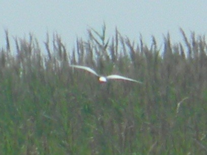 White-winged Tern - ML620390365