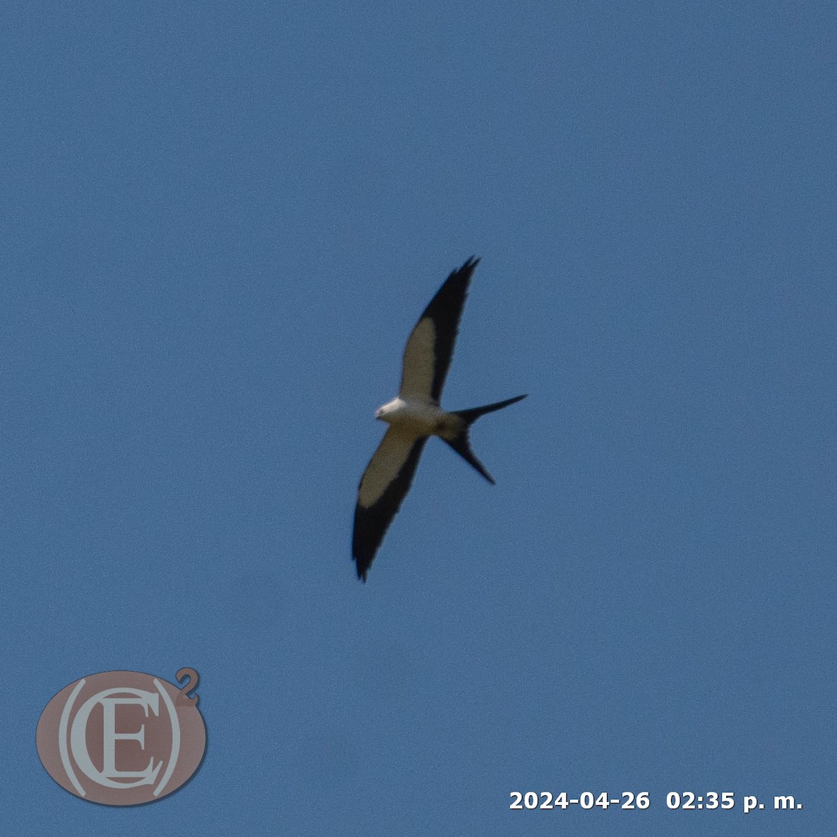 Swallow-tailed Kite - ML620390369