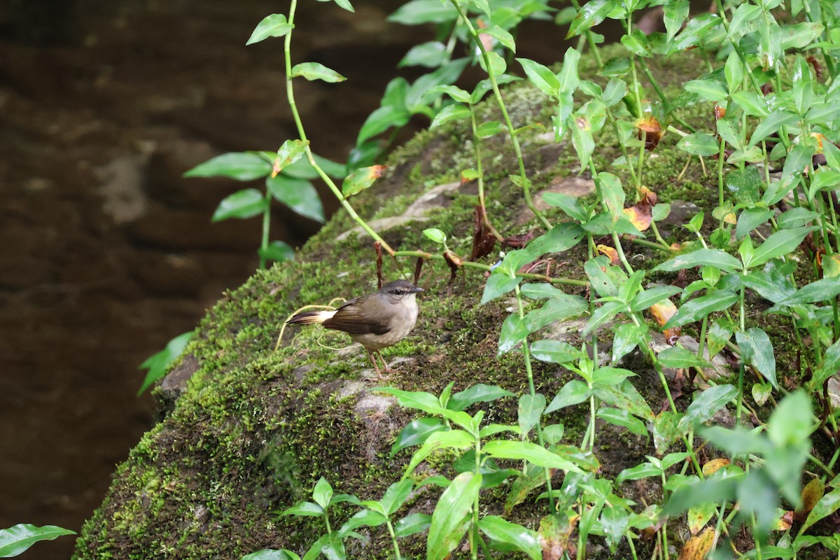 Buff-rumped Warbler - ML620390377