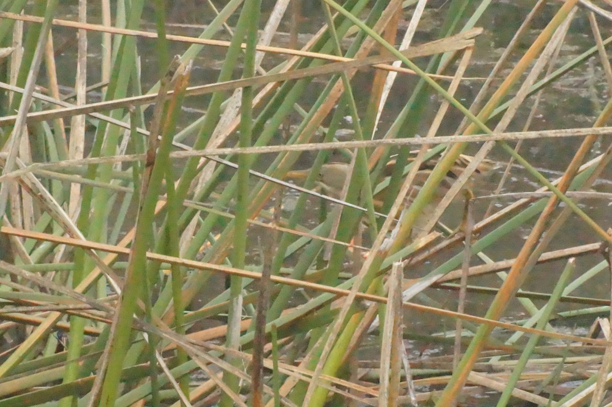 Stripe-backed Bittern - ML620390393