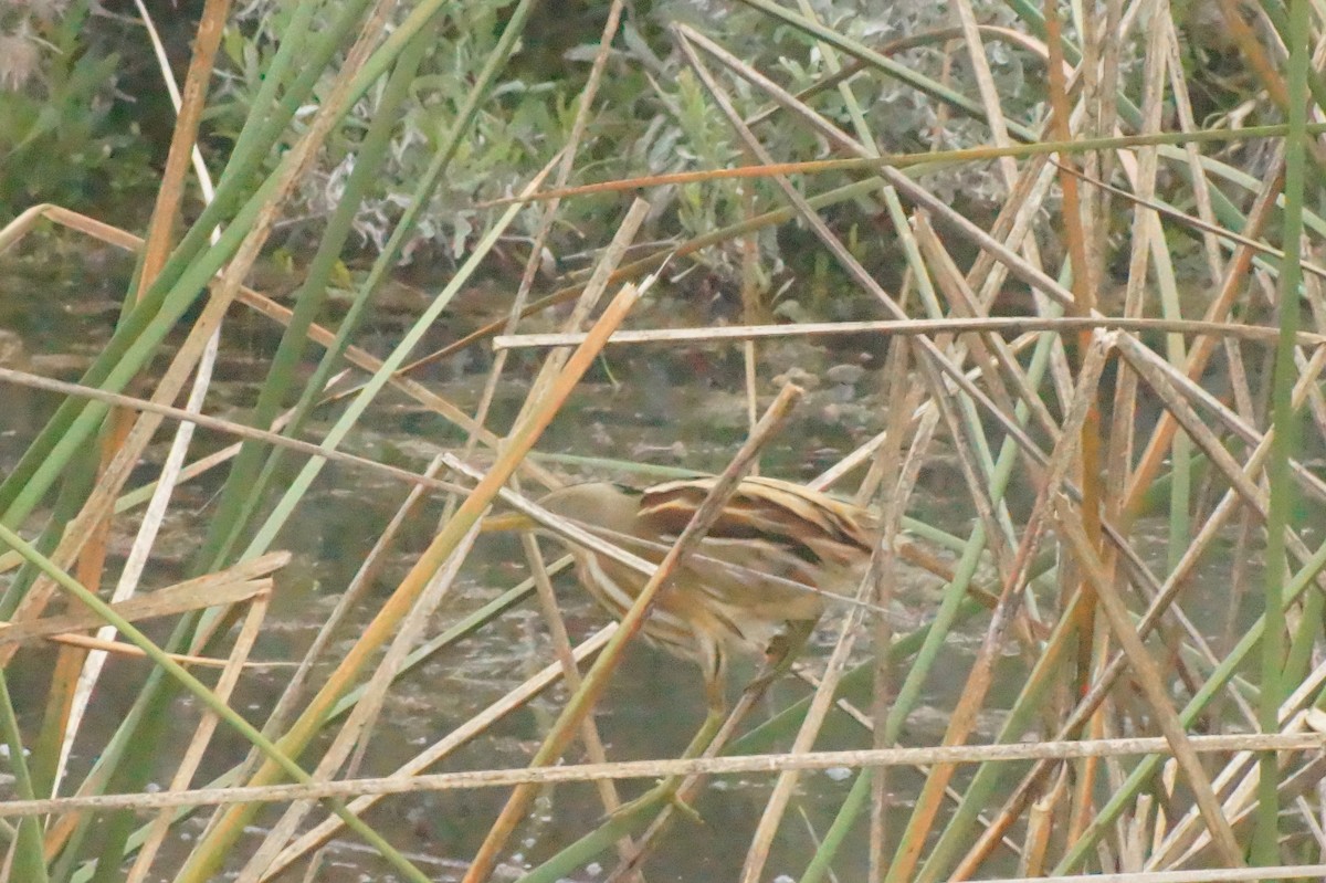 Stripe-backed Bittern - ML620390395